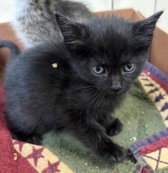 Brocade -  Domestic Short Hair Cat for Adoption in West Chester, Pennsylvania - Brocade | PetCurious
