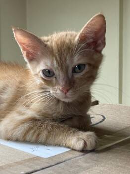 Billy -  Domestic Short Hair Cat for Adoption in Lunenburg, Massachusetts - Billy | PetCurious
