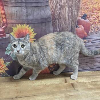 Cream of Chicken -  Domestic Short Hair Cat for Adoption in Normal, Illinois - Cream Of Chicken | PetCurious