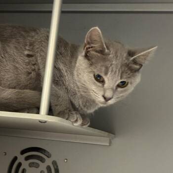 Nutty Buddy -  Domestic Short Hair Cat for Adoption in Columbus, North Carolina - Nutty Buddy | PetCurious