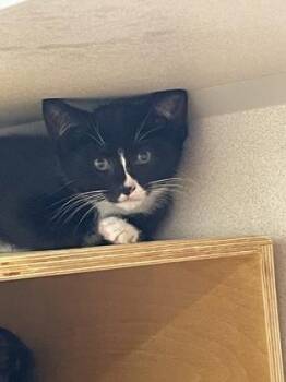 Stone -  Domestic Medium Hair and Domestic Short Hair Cat for Adoption in Bellevue, Washington - Stone | PetCurious