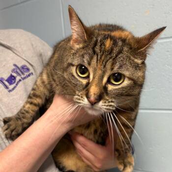 Domestic Short Hair Cats Available for Adoption in Dekalb, Illinois - Megan | PetCurious