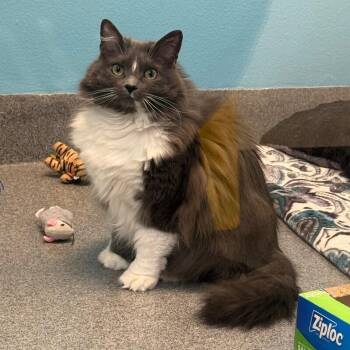 Domestic Long Hair Cats Available for Adoption in Fort Collins, Colorado - Leia | PetCurious