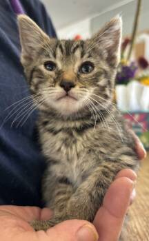 Rescue Domestic Short Hair Cats for Adoption in West Memphis, Arkansas - Billie Jean | PetCurious