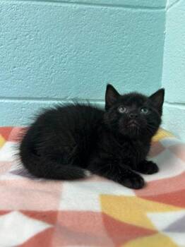 Domestic Short Hair Cats Available for Adoption in Spruce Pine, North Carolina - Firefly | PetCurious