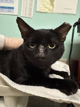 Bagheera -  Domestic Short Hair Cat for Adoption in Bellevue, Washington - Bagheera | PetCurious