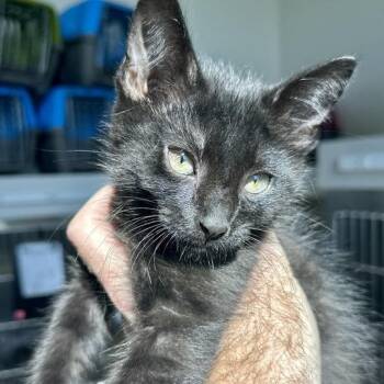 Cady -  Domestic Short Hair Cat for Adoption in Matteson, Illinois - Cady | PetCurious