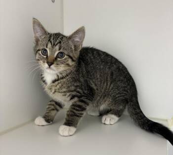 Domestic Short Hair Cats Available for Adoption in Rochester, Indiana - Mia | PetCurious