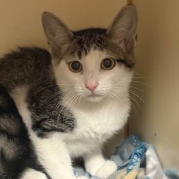 Rescue Domestic Short Hair Cats for Adoption in South Elgin, Illinois - Tempera | PetCurious