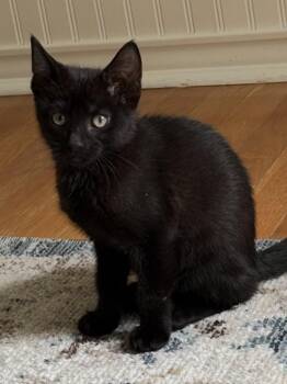 James -  Domestic Short Hair Cat for Adoption - James | PetCurious