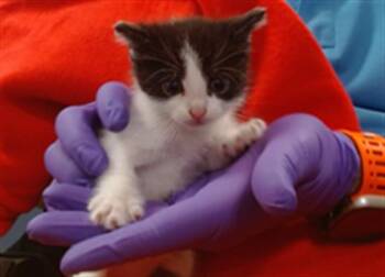 Domestic Short Hair Cats Available for Adoption in Doral, Florida - RENA | PetCurious