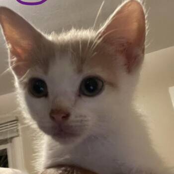 Charlie -  Domestic Short Hair Cat for Adoption in Bel Air, Maryland - Charlie | PetCurious