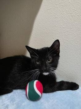 Donkey Hodie -  Domestic Short Hair Cat Available for Adoption in Dallas, Texas - Donkey Hodie | PetCurious