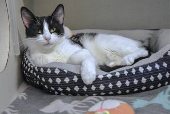 PEPPER -  Domestic Short Hair Cat for Adoption in Loveland, Colorado - PEPPER | PetCurious