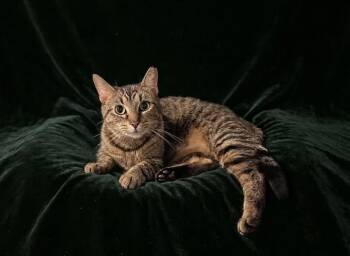 Domestic Short Hair Cats Available for Adoption in West Lawn, Pennsylvania - Megan | PetCurious