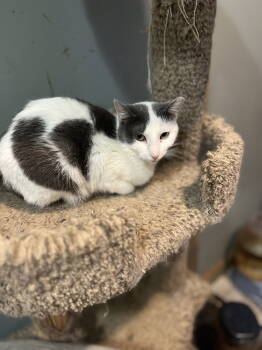 Rescue Domestic Short Hair Cats for Adoption in Zimmerman, Minnesota - Pearl | PetCurious