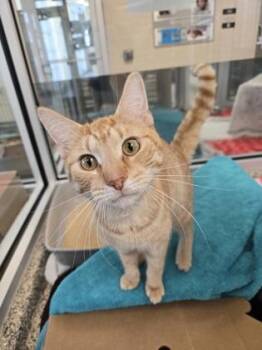 Domestic Short Hair Cats Available for Adoption in Westland, Michigan - Splinter | PetCurious