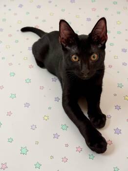 Raven (bonded to Greyson) -  Domestic Short Hair Cat for Adoption in Austin, Texas - Raven (bonded To Greyson) | PetCurious