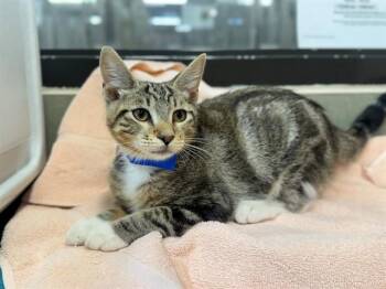 A553687 -  Domestic Short Hair Cat for Adoption in Moreno Valley, California - A553687 | PetCurious
