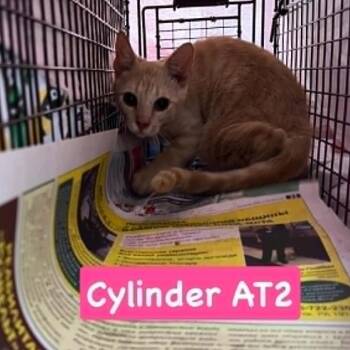 Cylinder -  Domestic Short Hair Cat for Adoption in Philadelphia, Pennsylvania - Cylinder | PetCurious