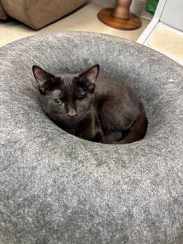 Drew -  Domestic Short Hair Cat for Adoption in Edison, New Jersey - Drew | PetCurious