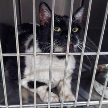 Moo -  Domestic Short Hair Cat for Adoption in Lake Havasu City, Arizona - Moo | PetCurious