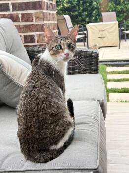 Domestic Short Hair Cats Available for Adoption in Houston, Texas - Muneca (FeLV Positive) | PetCurious