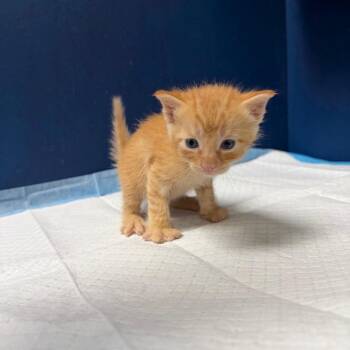 Snicker -  Domestic Short Hair Cat for Adoption in Philadelphia, Pennsylvania - Snicker | PetCurious