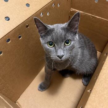 Fuji -  Domestic Short Hair and Russian Blue Cat for Adoption in Antioch, California - Fuji | PetCurious