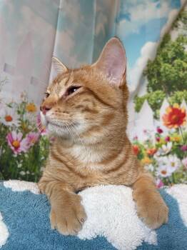 Tabby Cats Available for Adoption - Eugene | PetCurious