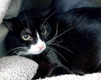 ARBY -  Domestic Short Hair Cat for Adoption in San Clemente, California - ARBY | PetCurious