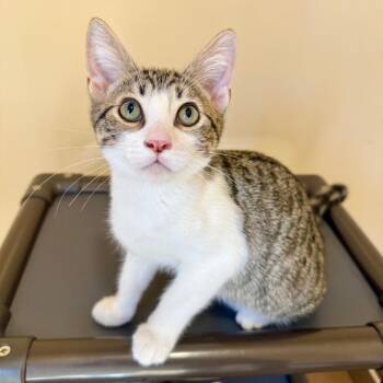 Dandelion -  Domestic Short Hair Cat for Adoption in Agoura Hills, California - Dandelion | PetCurious