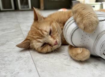 Tabby Cats Available for Adoption in Maple Ridge, British Columbia - Punkin | PetCurious