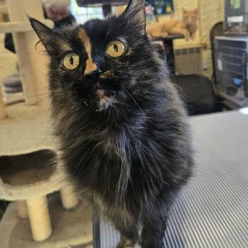Domestic Long Hair Cats Available for Adoption in Park Falls, Wisconsin - Drywall Daisy | PetCurious