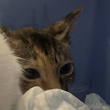 Annabella -  Domestic Short Hair Cat for Adoption in West Palm Beach, Florida - Annabella | PetCurious
