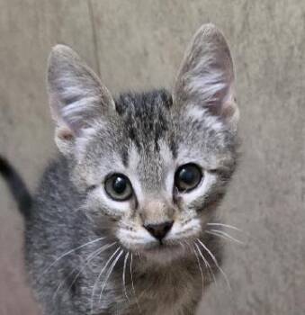 Spark -  Domestic Short Hair Cat for Adoption in Lafayette, Louisiana - Spark | PetCurious