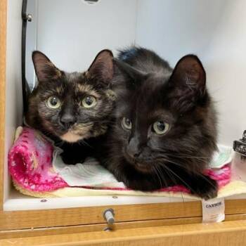 Domestic Short Hair Cats Available for Adoption in Wheaton, Illinois - Priscilla | PetCurious