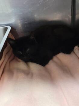 Domestic Short Hair Cats Available for Adoption in Linton, Indiana - Leon | PetCurious