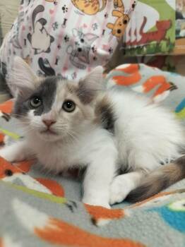 Zuri -  Dilute Calico and Domestic Medium Hair Cat for Adoption in Parlier, California - Zuri | PetCurious
