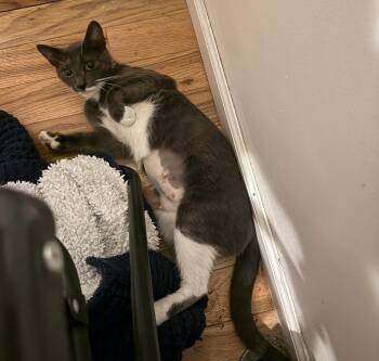 Aster -  American Shorthair Cat for Adoption in New York, New York - Aster | PetCurious