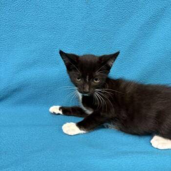 Valerie -  Domestic Short Hair Cat for Adoption in Valdosta, Georgia - Valerie | PetCurious