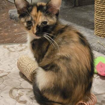 Meadow -  Domestic Short Hair Cat for Adoption in Portland, Oregon - Meadow | PetCurious