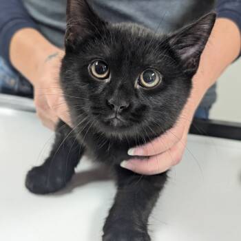 Rescue Domestic Short Hair Cats for Adoption in Canton, Illinois - Vampire | PetCurious