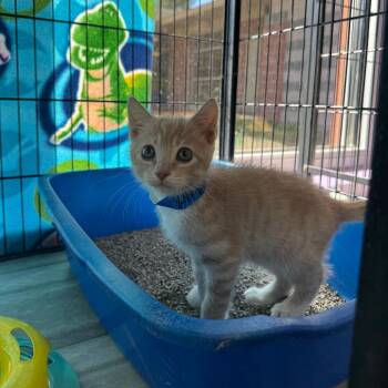 Knight -  Domestic Short Hair Cat for Adoption in Montgomery, Alabama - Knight | PetCurious