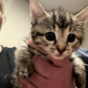 A26-025 Lily -  Domestic Short Hair Cat for Adoption in Santa Rosa Beach, Florida - A26-025 Lily | PetCurious