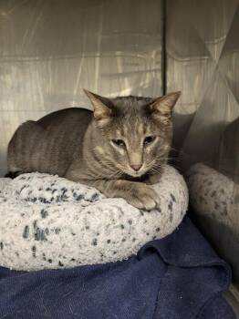 Domestic Short Hair Cats Available for Adoption - SANTIAGO | PetCurious