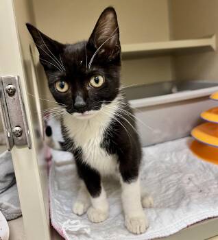 Rescue Domestic Short Hair Cats for Adoption in New Rochelle, New York - Versace | PetCurious