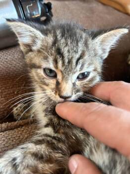 Cindy -  Tabby Cat Available for Adoption - Cindy | PetCurious