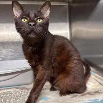 Easy Peasy Lemon Squeezy -  Domestic Short Hair Cat for Adoption in Beaumont, Texas - Easy Peasy Lemon Squeezy | PetCurious