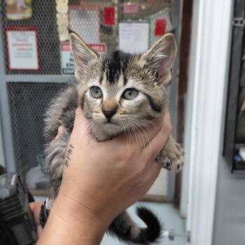 Domestic Short Hair Cats Available for Adoption in Springtown, Texas - Bobcat | PetCurious